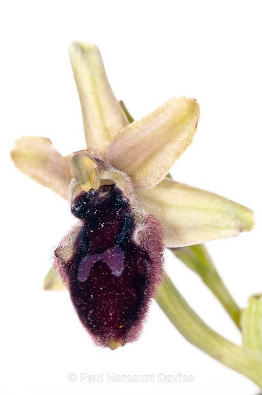 - WB: Orchids - Ophrys