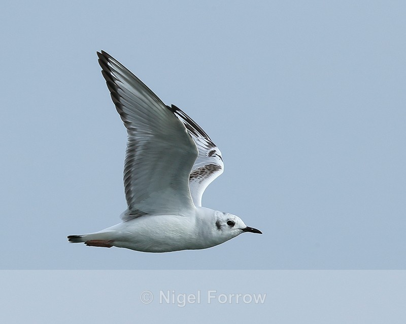 Bonaparte's Gull (first summer) flying, Farmoor - Bonaparte's Gull