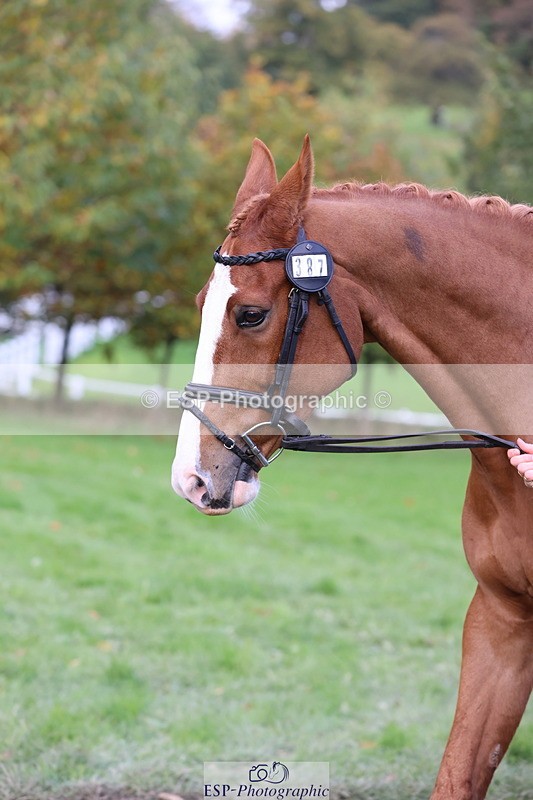 251026A-103309-23095 - E-387-Vittoria.Panizzon