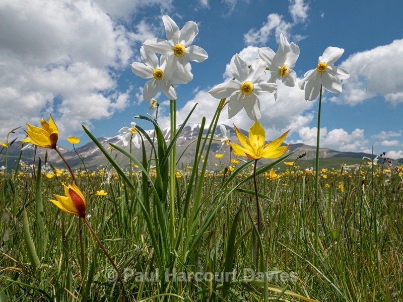 Wild Tulips (Tulipa sylvestris ssp australis) growing with Poet's Narcissus (Narcissus poeticus - Flowers in the Landscape - 2