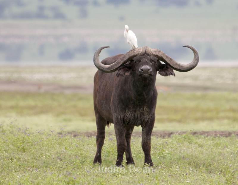 Cape Buffalo with Cattle Egret - Tanzania Birds and Mammals