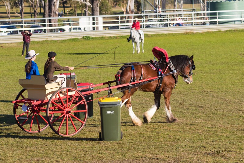 Harness Driving Challenge 21. 0A3A9727 - 2025 Senic Rim Clydesdale Spectacular