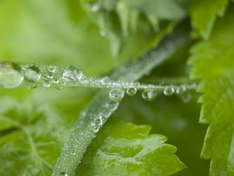 20140529_0091 - After the rain