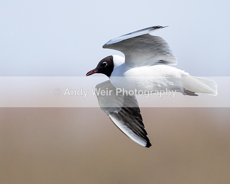 20150320-8E0A8336 - Gulls