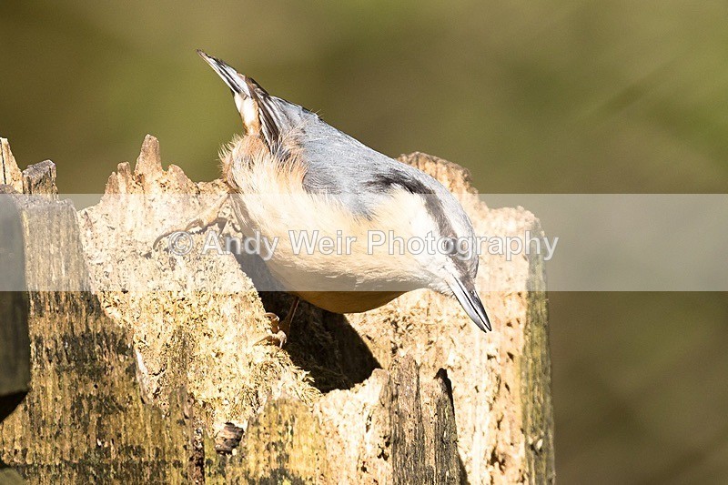 180419-untitled0019 - Nuthatch & Treecreepers