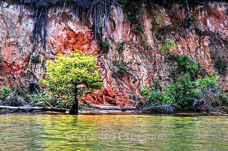 Water Tree - Flowers and Trees