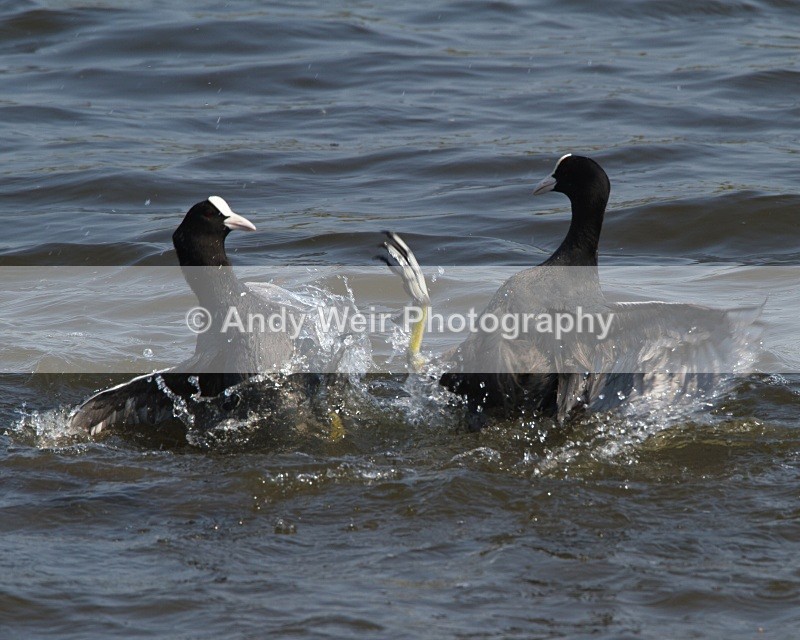 20110430-IMG_5217 - Rails & Coots