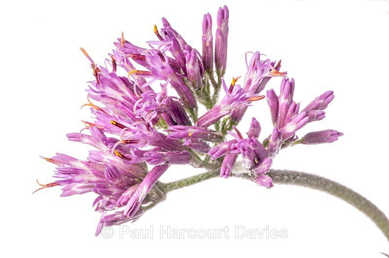 Adenostyles (Adenostyles glabra) - Plants - WB