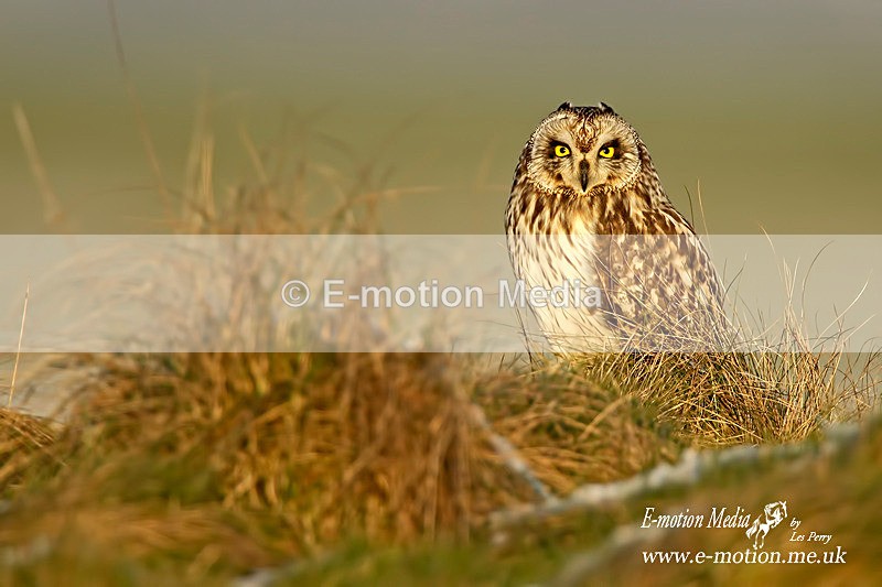 Short eared owl 110212  7 - Nature