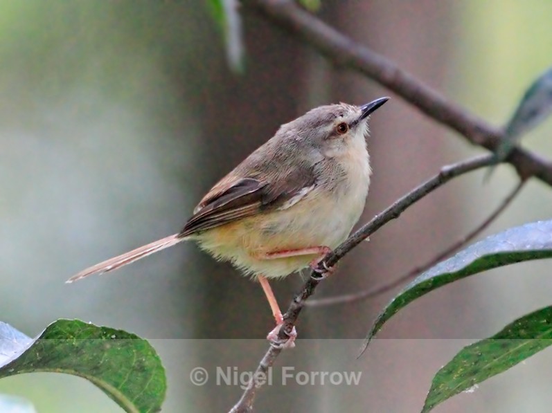 Tawny-flanked Prinia perched in a bush - Tawny-flanked Prinia