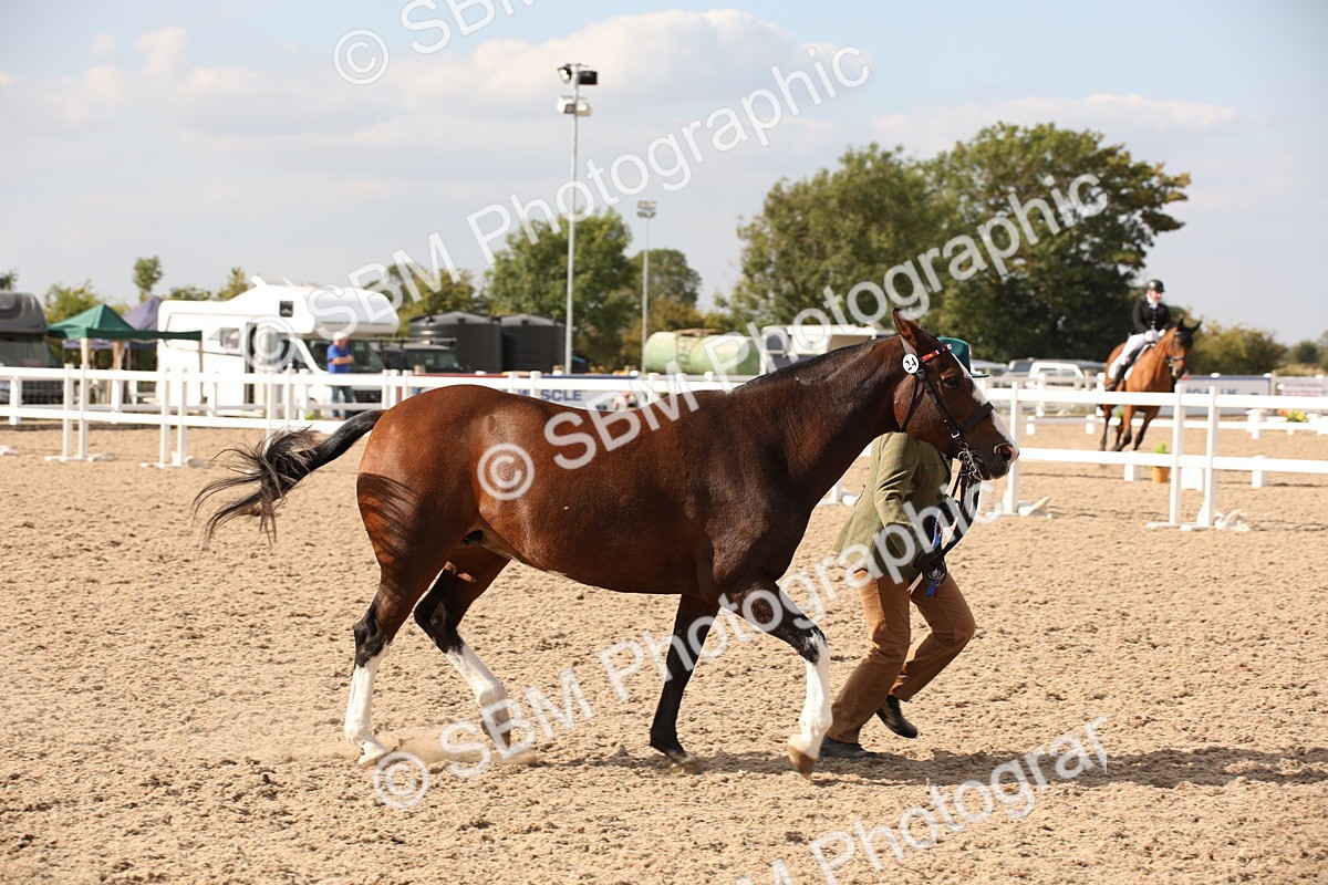 SBM_07444 - Class 26 IH Foreign Breeds -Part bred