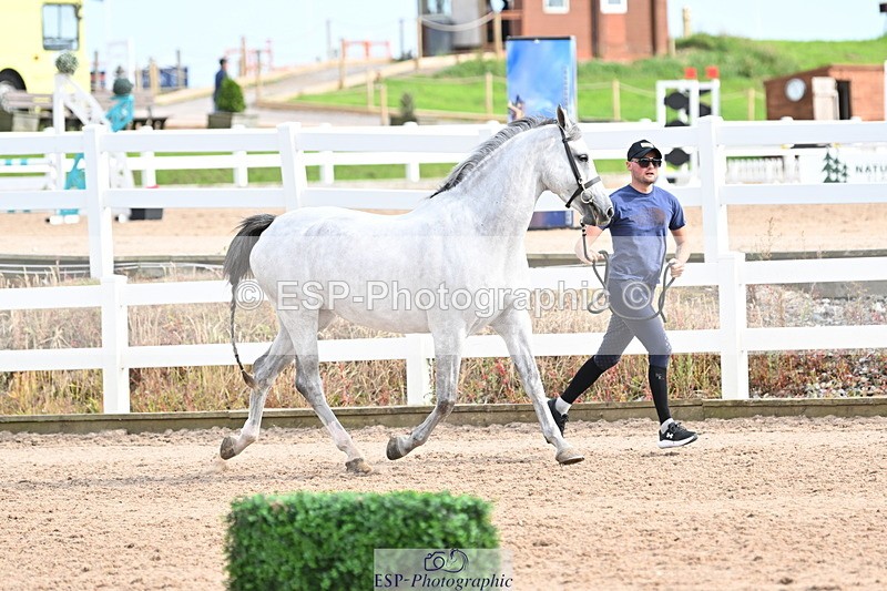 240717A-165743-03569 - Trot Up 4pm to 5pm