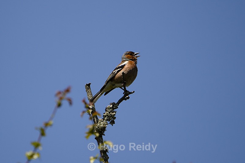  - Birds in the Wild