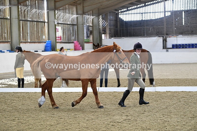 WJ5_4403 - Class 6 In hand M&M - Large Breeds