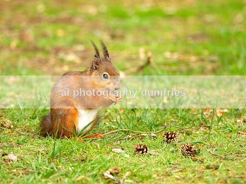 Red Squirrel (disambiguation). - Eskrigg Nature Reserve Lockerbie