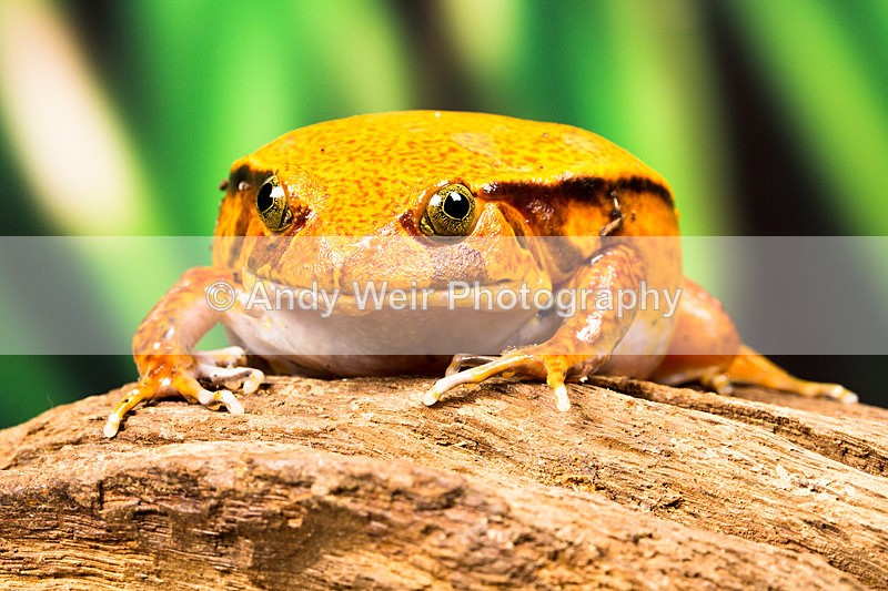 20140120-3K8A8429-2774 - Frogs & Toads