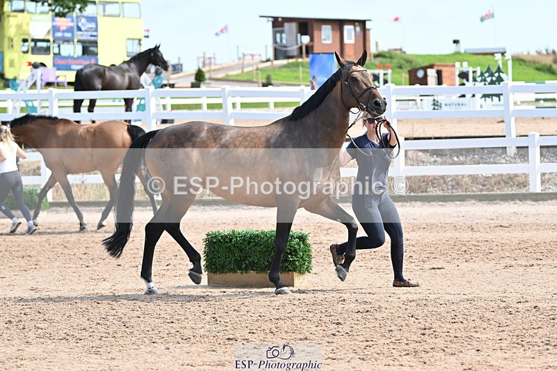 240717A-155441-03173 - Trot Up 3pm to 4pm