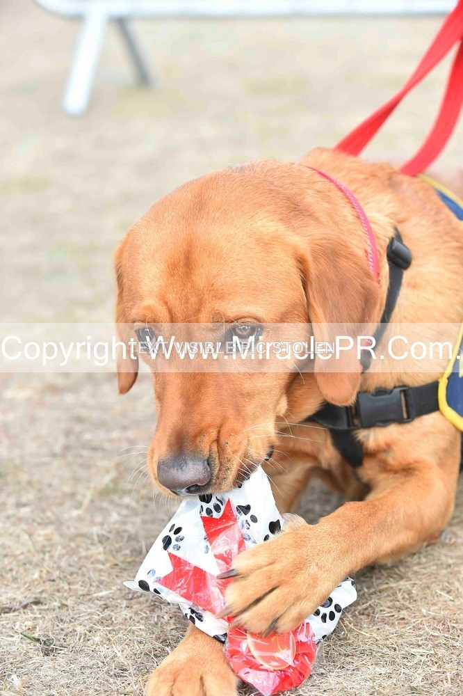 SH4_0171 - Dog show.