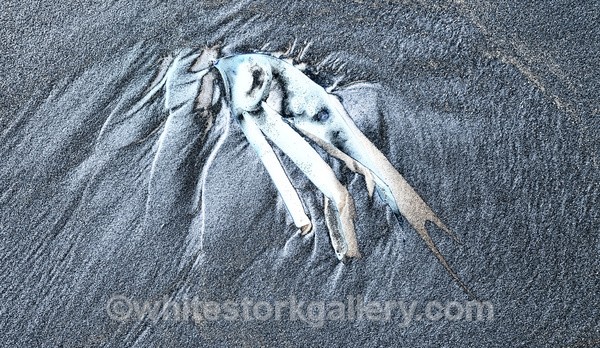 Sand Elephant - The Sand Gallery