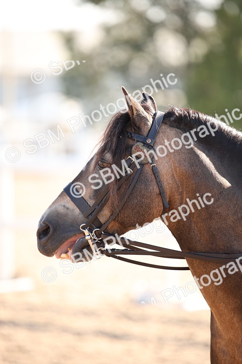 SBM_00702 - Class 14 Ridden M&M Wildcard