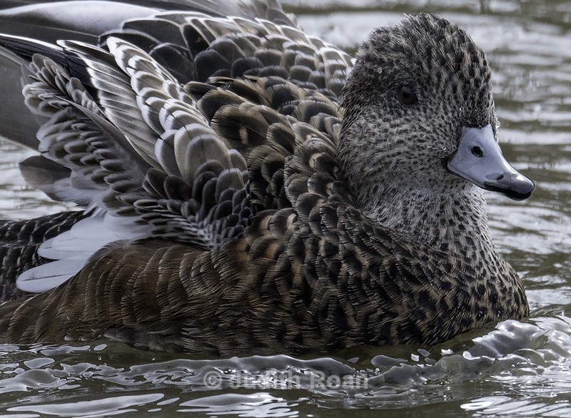 America Wigeon female - Reifel Refuge