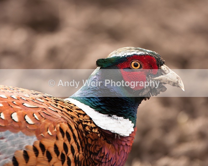 20100314-054 - Gamebirds