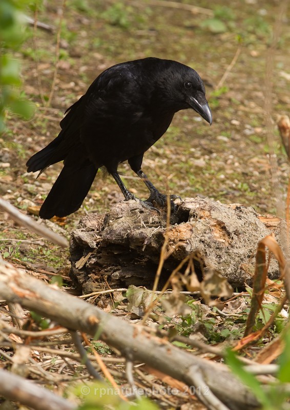Carrion Crow - Corvus corone RPNP0099 - Birds