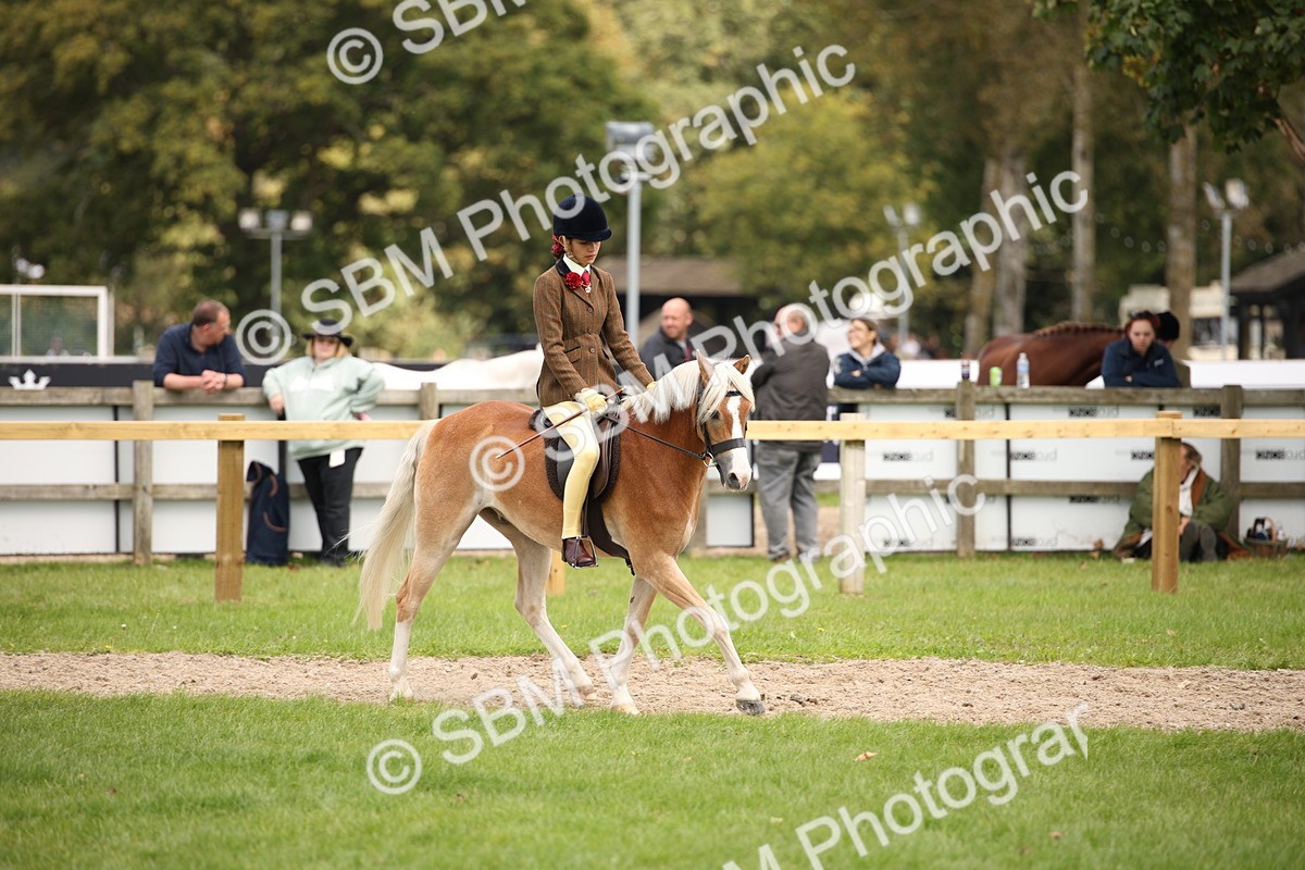 SBM_42346 - S13 - Pony Club Pony