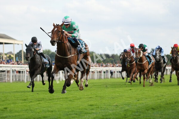 yr04092022r6-33 - Race 6 4.40pm Hanson Springs Stakes