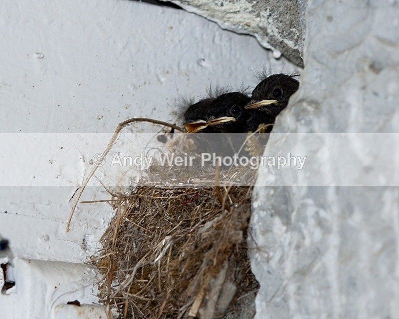 20080723-055 - Redstart