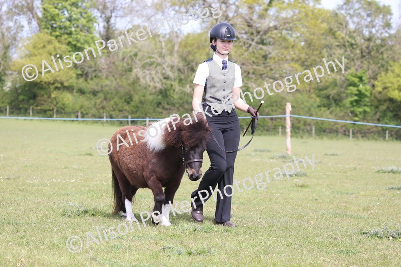 20260426-3143 - Class 26 - Shetland Ponies and Minitures