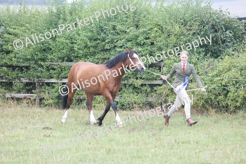 20250831-3077 - Inhand Championship