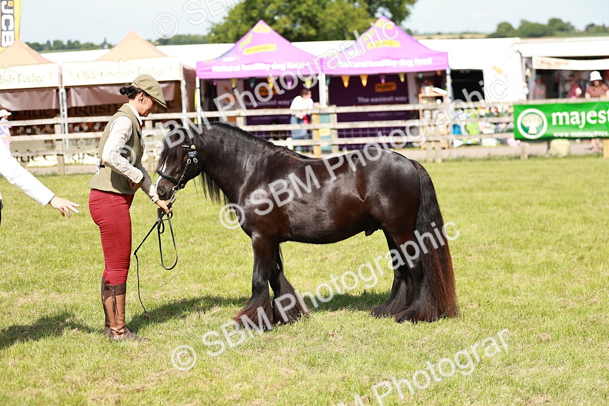 SBM_08589 - Class 63-65 - Traditional Gypsy Cobs In Hand & Ridden