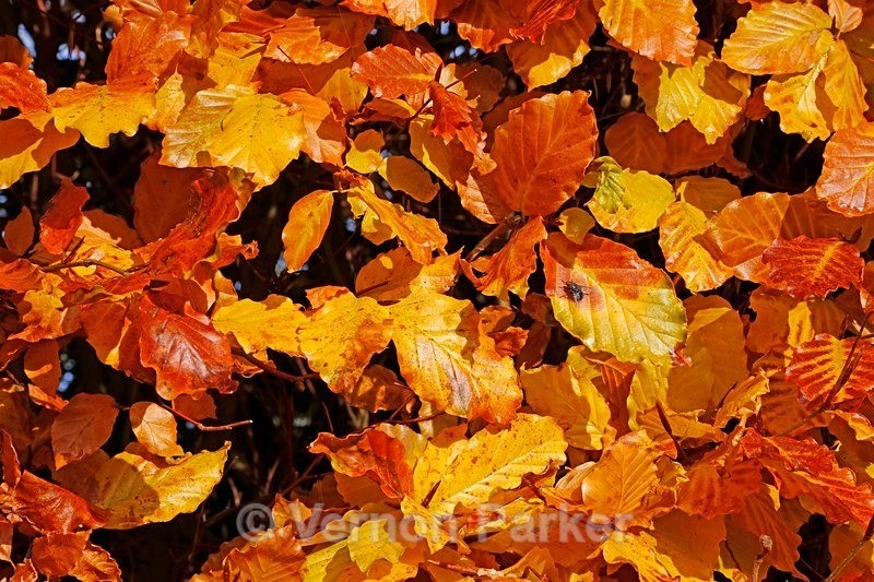 Autumn Leaves - Backgrounds