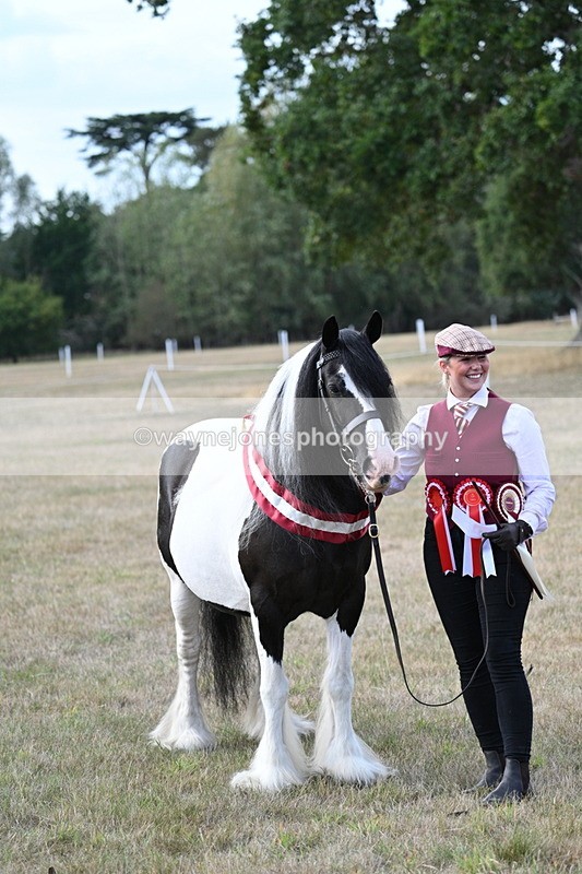 WJ7_8406 - In-hand Championship