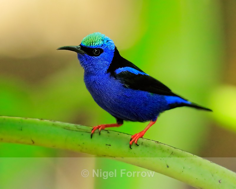 Red-legged Honeycreeper (male breeding), Costa Rica - Red-legged Honeycreeper