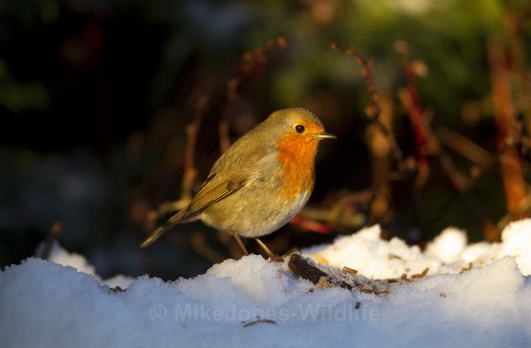 ROBIN REF C ROBIN 2 - CHRISTMAS ROBINS