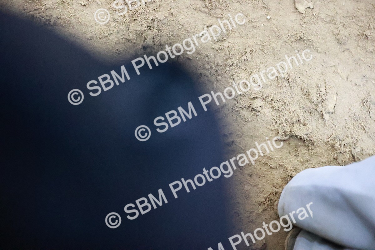 SBM_002708 - Class 11 - Senior Foxhunter 1.20m
