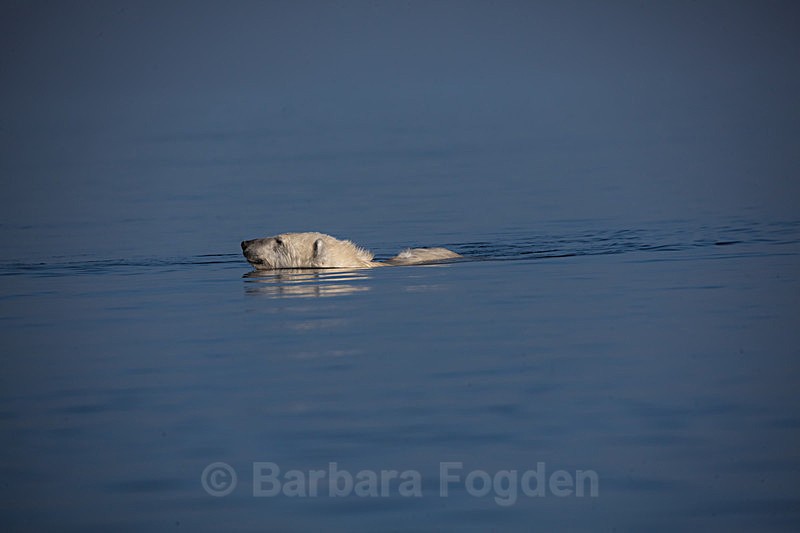 Polar bear  7740 - Trip with MS Expedition August 2016