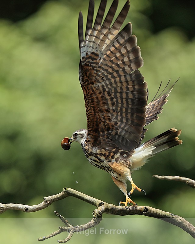 Snail Kite (immature) takes off, Panama - Snail Kite