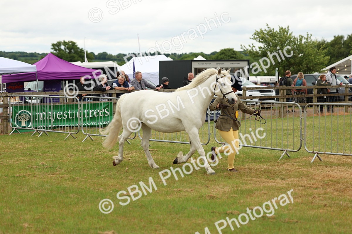 SBM_04257 - Class 64-67 - Shetland Pony In Hand