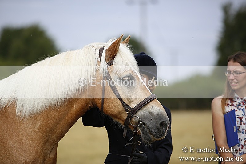 _C7A9414 - BVRC Sow 2018 Ring 2