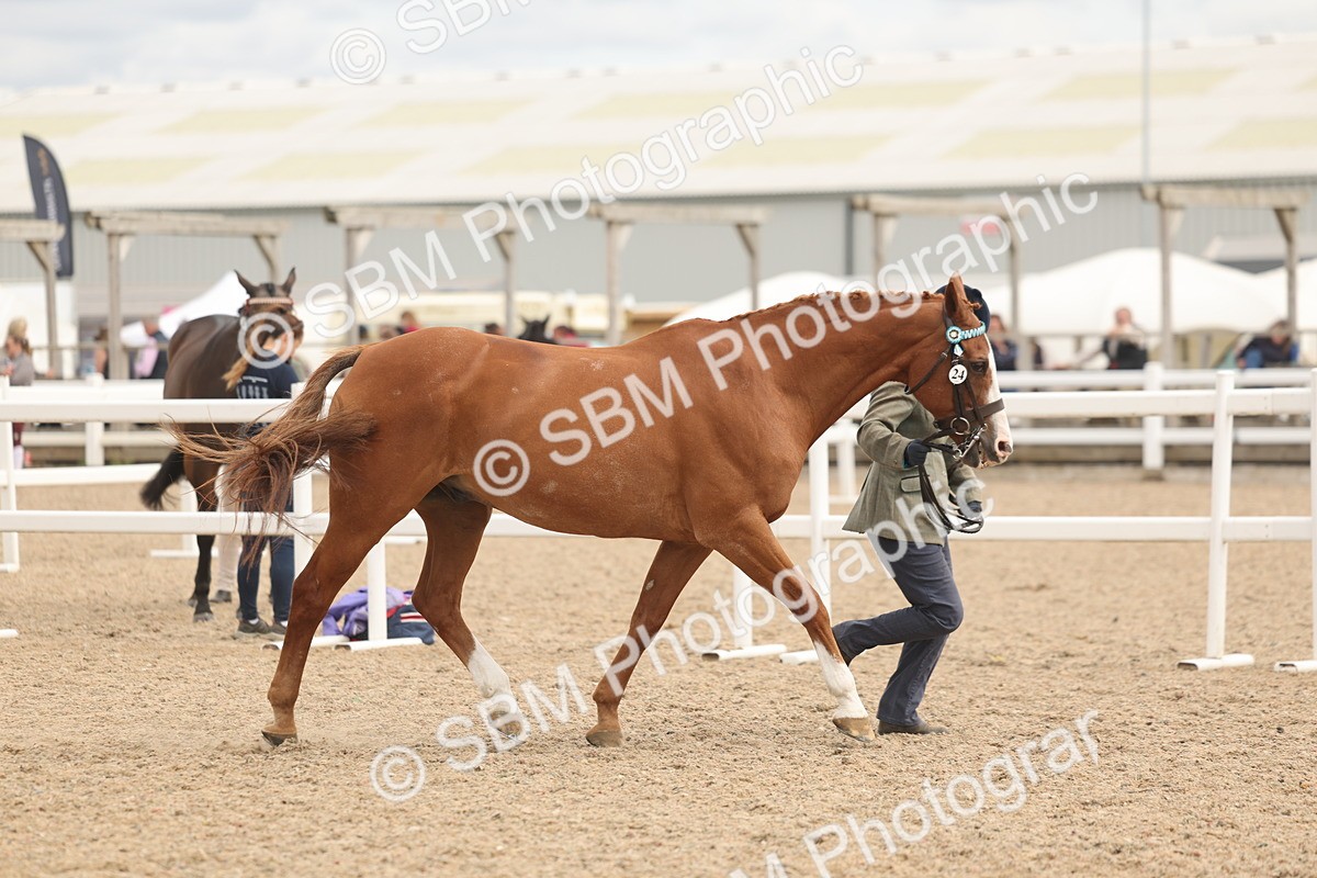 SBM_16964 - Class 312 - IH Competition Horse-Pony