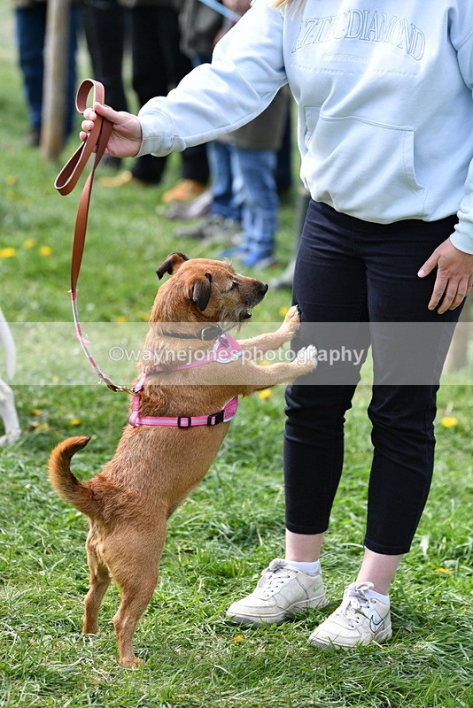 WJ5_0599 - Class 7 Best Terrier