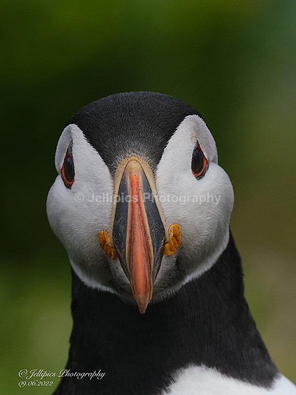  - Wildlife and Nature