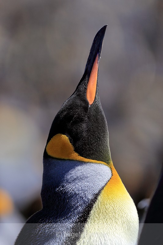 King Penguin resting, bill skywards, Volunteer Point, Falklands - King Penguin