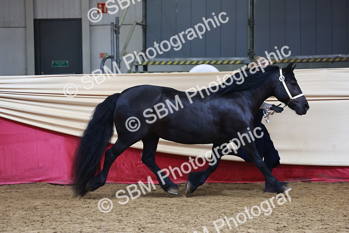 SBM_23078 - Class 903 - Supreme Final - IH Pre Vet