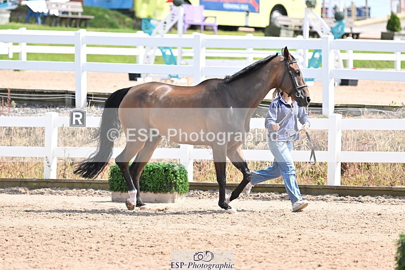 240717A-152557-02818 - Trot Up 3pm to 4pm