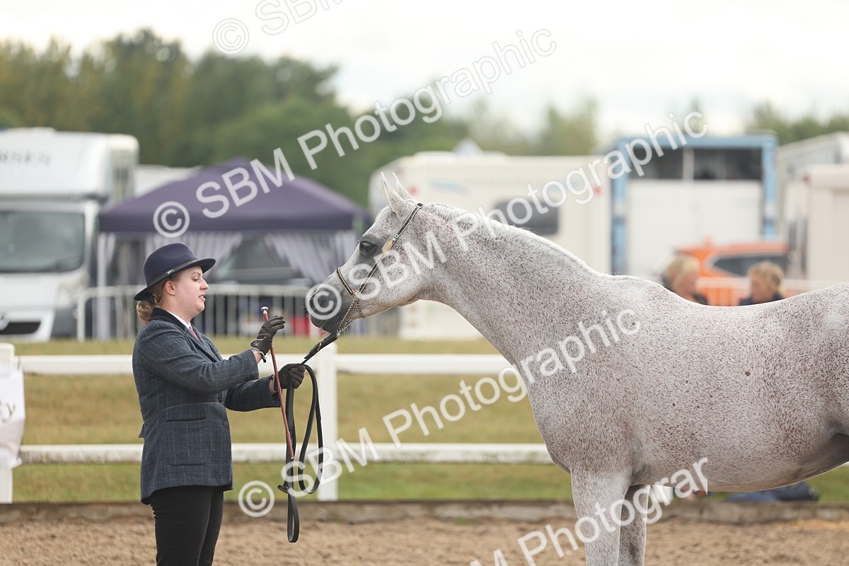 SBM_07912 - Class 28 - IH Veteran Horse
