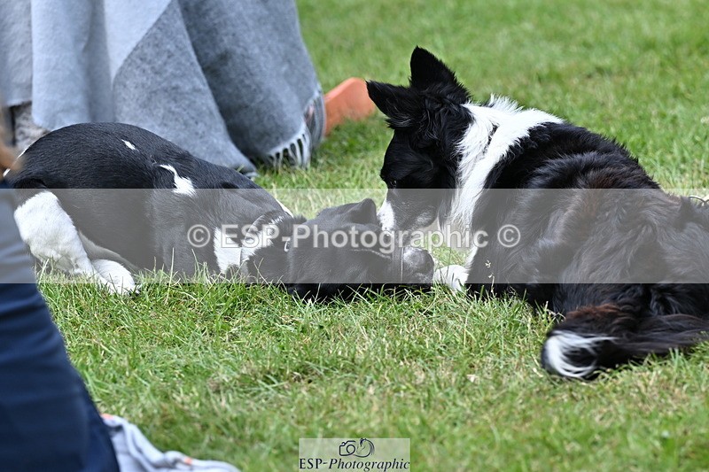 250525A-103418-15768 - Western Counties Crowds